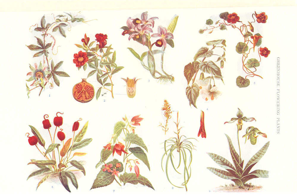FLOWERING PLANT. Blue Passion-flower Pomegranate orchid Abutilon Monkshood 1907